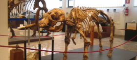 Sala degli elefanti - Museo di paleontologia di Palermo