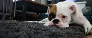 IMG In traghetto per la Sicilia con il cane
